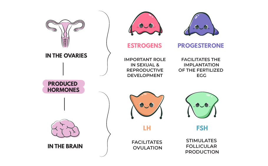 Female Hormones: How do they function?